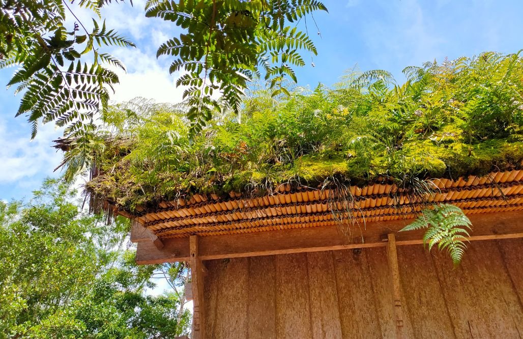 Tree and Vegetation Management for roof