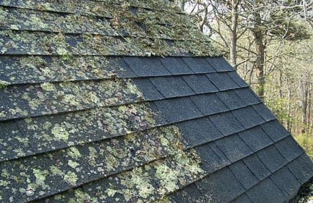 roof Mold or Mildew Growth